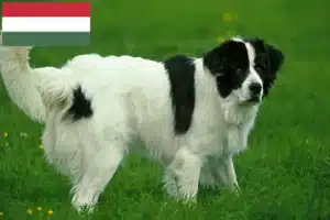 Read more about the article Landseer breeders and puppies in Hungary