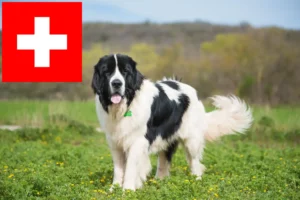 Read more about the article Landseer breeders and puppies in Switzerland