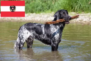 Read more about the article Large Münsterländer breeder and puppies in Austria