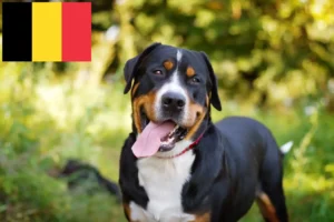 Read more about the article Great Swiss Mountain Dog breeder and puppies in Belgium