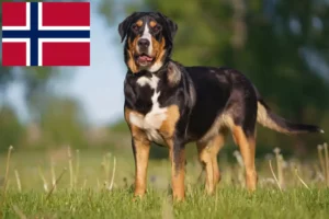 Read more about the article Great Swiss Mountain Dog breeder and puppies in Norway