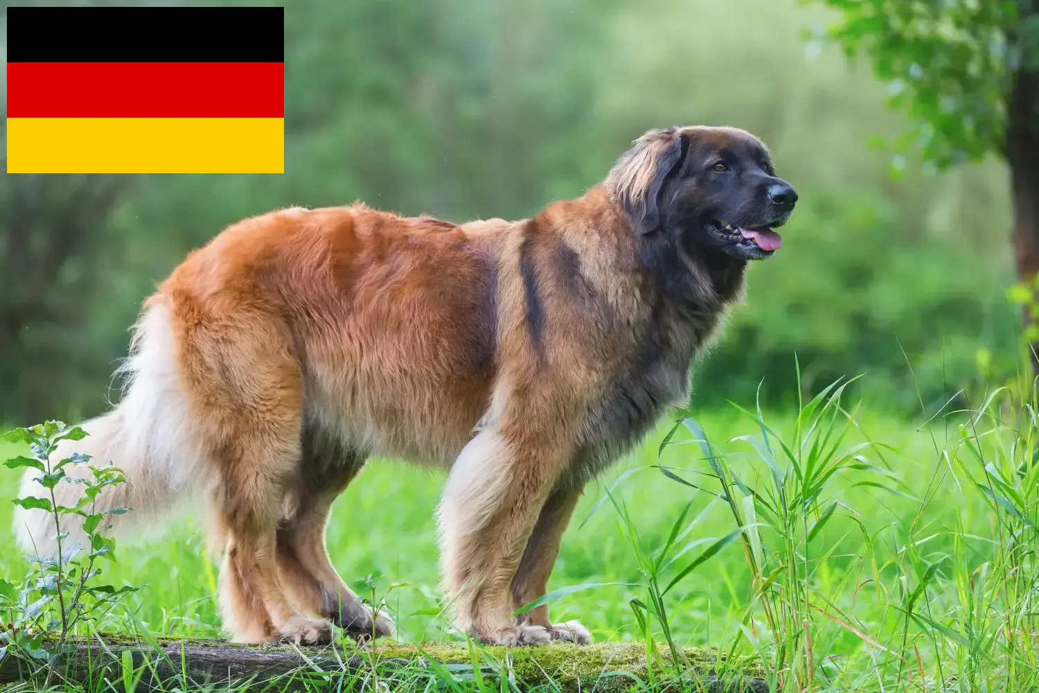 Read more about the article Leonberger breeders and puppies in Germany