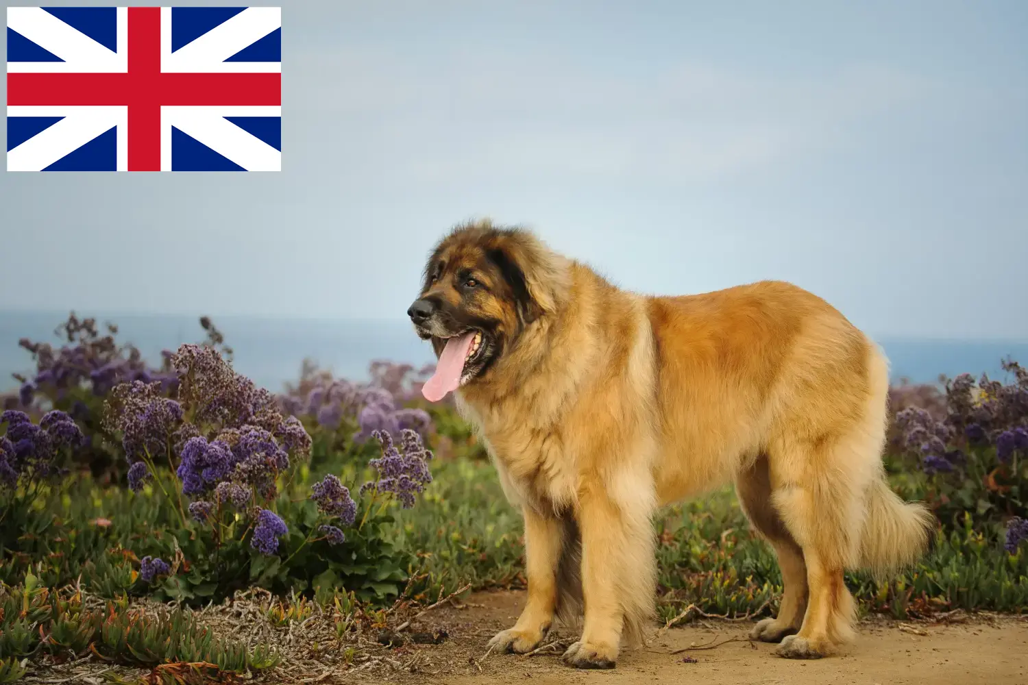 Read more about the article Leonberger breeders and puppies in Great Britain