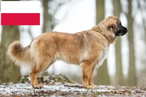 Read more about the article Leonberger breeders and puppies in Poland