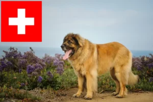 Read more about the article Leonberger breeders and puppies in Switzerland