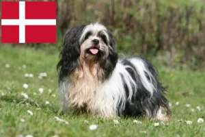 Read more about the article Lhasa Apso breeders and puppies in Denmark