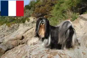 Read more about the article Lhasa Apso breeders and puppies in France