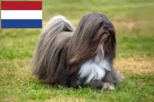 Read more about the article Lhasa Apso breeders and puppies in the Netherlands