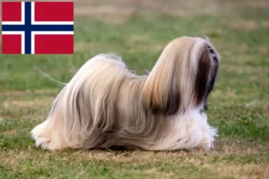 Read more about the article Lhasa Apso breeders and puppies in Norway