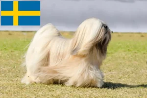 Read more about the article Lhasa Apso breeders and puppies in Sweden