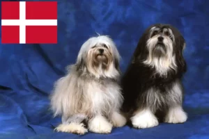 Read more about the article Löwchen breeders and puppies in Denmark