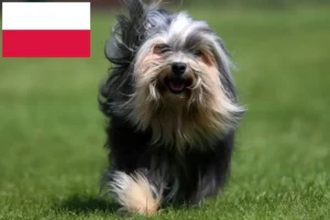 Read more about the article Löwchen breeders and puppies in Poland