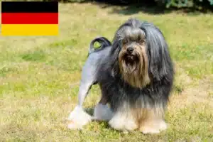 Read more about the article Löwchen breeders and puppies in Germany