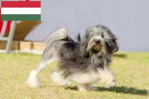 Read more about the article Löwchen breeders and puppies in Hungary