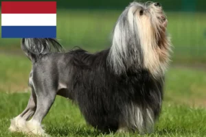 Read more about the article Löwchen breeders and puppies in the Netherlands