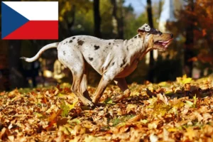 Read more about the article Louisiana Catahoula Leopard Dog Breeder and Puppies in Czech Republic