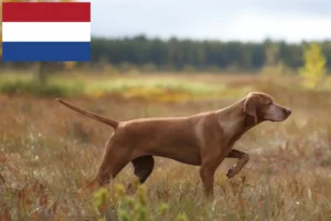 Read more about the article Magyar Vizsla breeders and puppies in the Netherlands