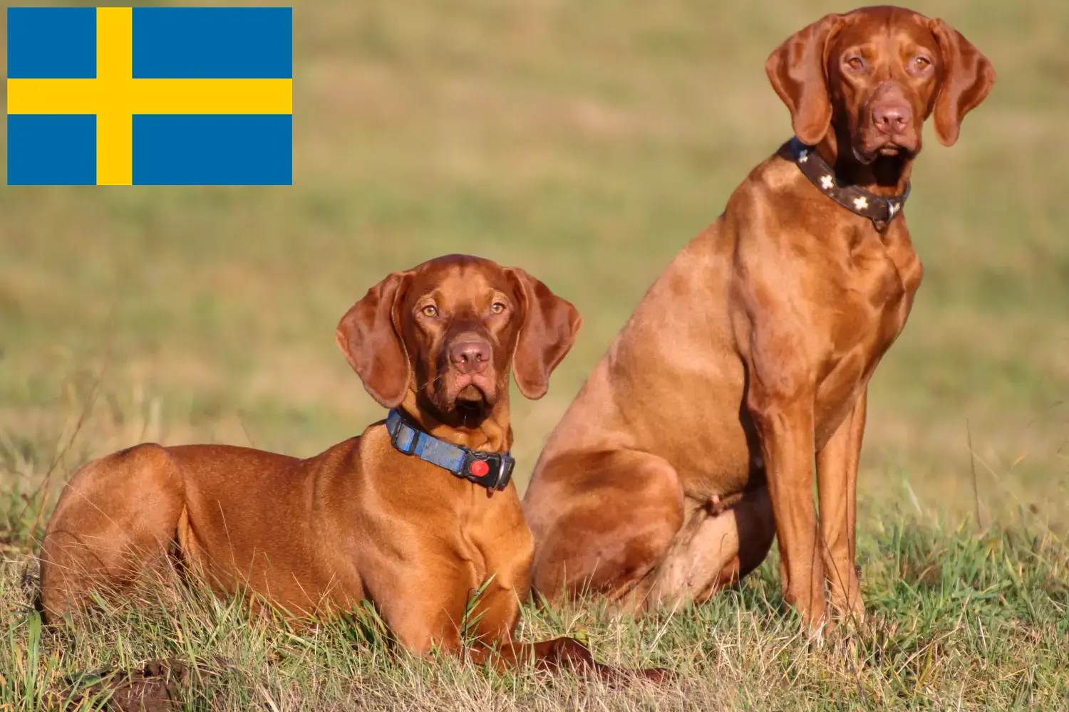 Read more about the article Magyar Vizsla breeders and puppies in Sweden