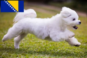 Read more about the article Maltese breeders and puppies in Bosnia and Herzegovina