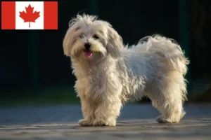 Read more about the article Maltese breeders and puppies in Canada