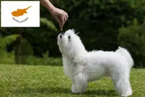 Read more about the article Maltese breeders and puppies in Cyprus