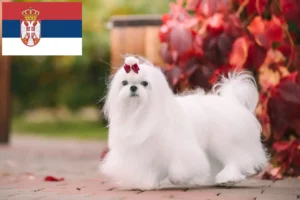 Read more about the article Maltese breeders and puppies in Serbia