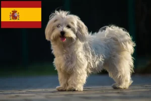 Read more about the article Maltese breeders and puppies in Spain