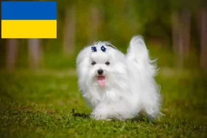 Read more about the article Maltese breeders and puppies in Ukraine