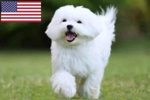 Read more about the article Maltese breeders and puppies in the USA