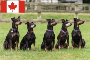 Read more about the article Manchester Terrier breeders and puppies in Canada