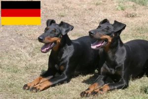 Read more about the article Manchester Terrier breeders and puppies in Germany