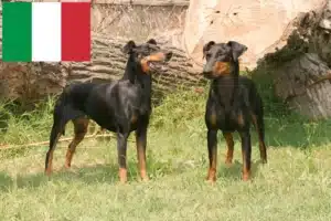 Read more about the article Manchester Terrier breeders and puppies in Italy