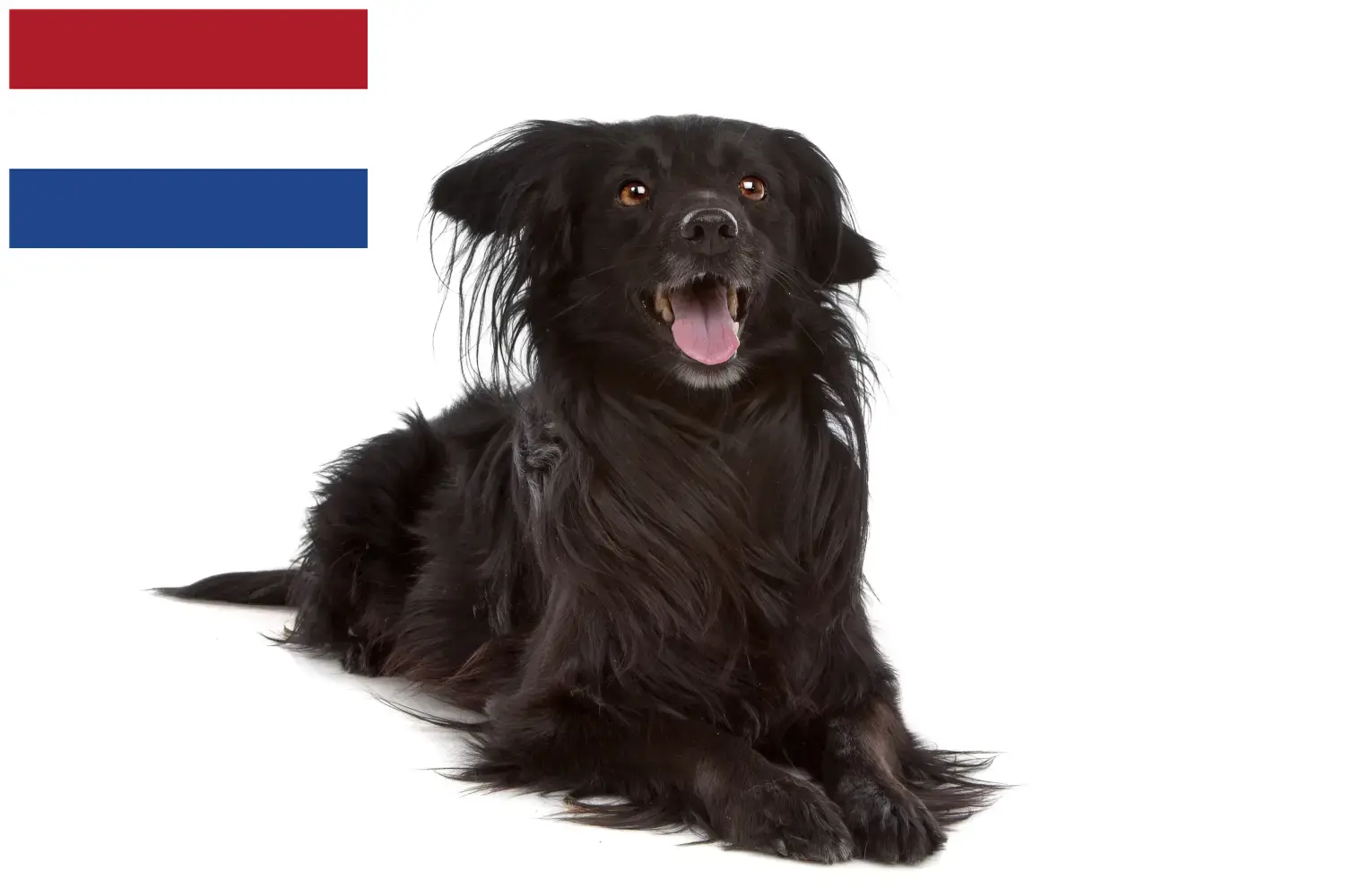Read more about the article Markiesje breeders and puppies in Netherlands