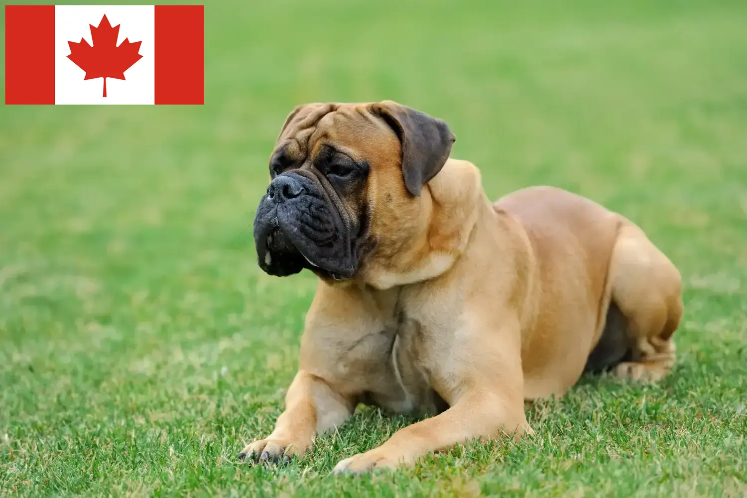 Read more about the article Mastiff breeders and puppies in Canada