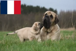 Read more about the article Mastiff breeders and puppies in France