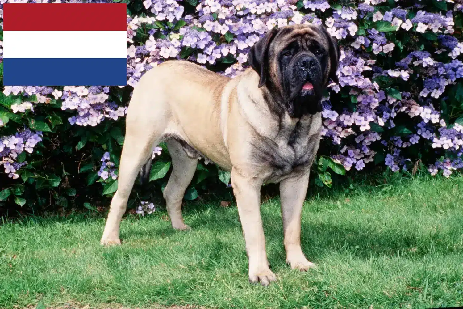 Read more about the article Mastiff breeders and puppies in the Netherlands