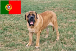 Read more about the article Mastiff breeders and puppies in Portugal