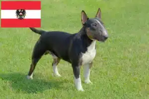 Read more about the article Miniature Bull Terrier breeders and puppies in Austria