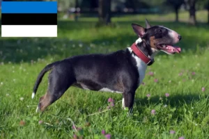 Read more about the article Miniature Bull Terrier breeders and puppies in Estonia