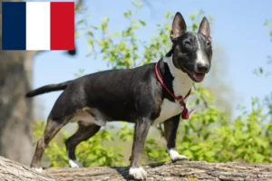 Read more about the article Miniature Bull Terrier breeders and puppies in France