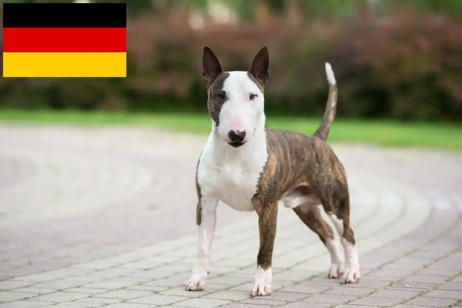 Read more about the article Miniature Bull Terrier breeders and puppies in Germany