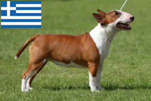 Read more about the article Miniature Bull Terrier breeders and puppies in Greece