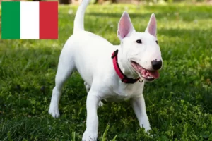 Read more about the article Miniature Bull Terrier breeders and puppies in Italy