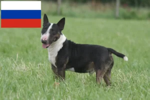 Read more about the article Miniature Bull Terrier breeders and puppies in Russia