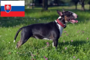 Read more about the article Miniature Bull Terrier breeders and puppies in Slovakia