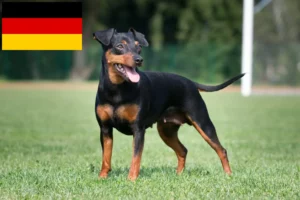 Read more about the article Dwarf Pinscher breeders and puppies in Germany