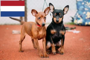 Read more about the article Miniature Pinscher breeders and puppies in the Netherlands