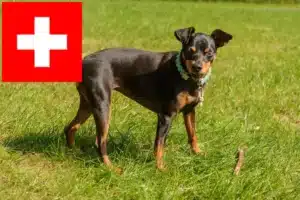 Read more about the article Miniature Pinscher breeders and puppies in Switzerland