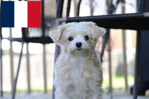 Read more about the article Morkie breeders and puppies in France