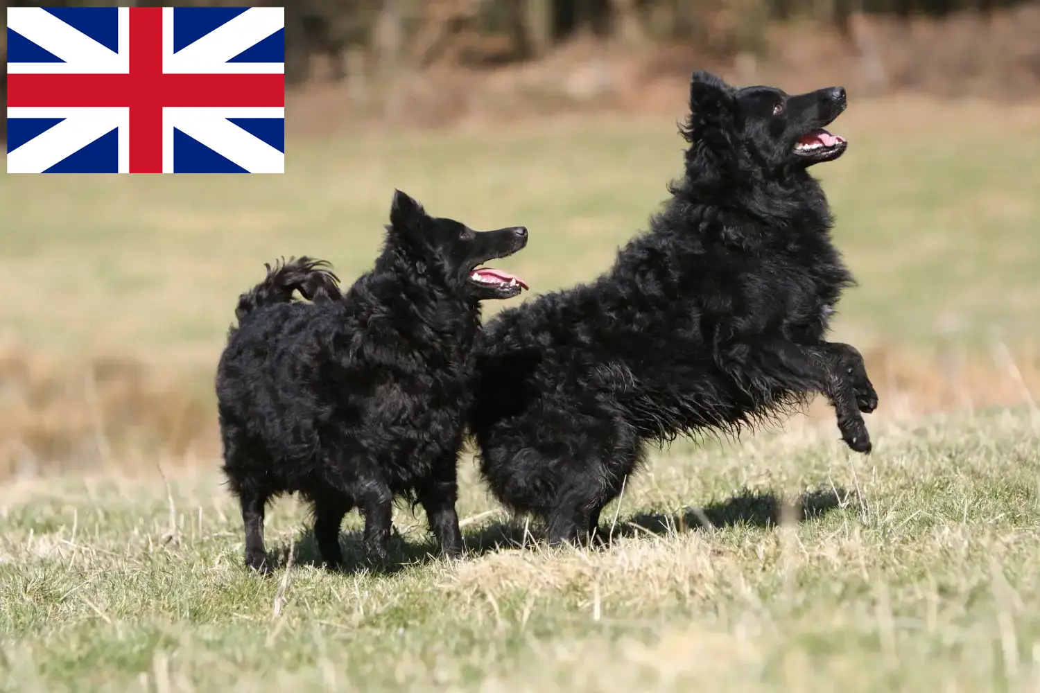 Read more about the article Mudi breeders and puppies in Great Britain